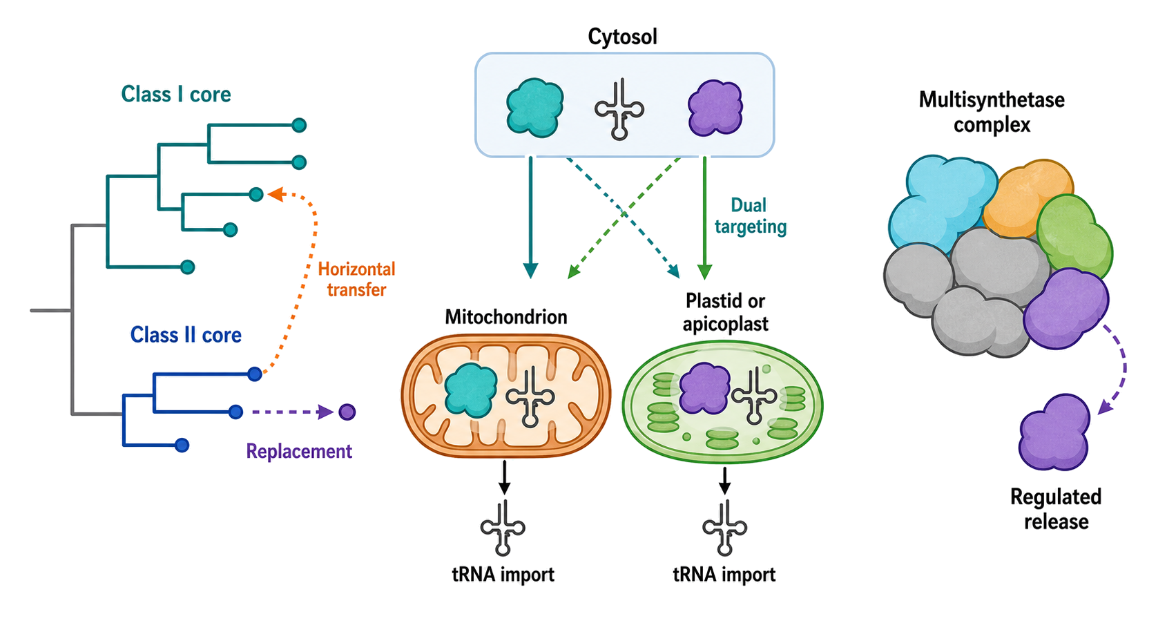 Figure 40.5. Evolution and compartmentation remodel a conserved enzyme family
