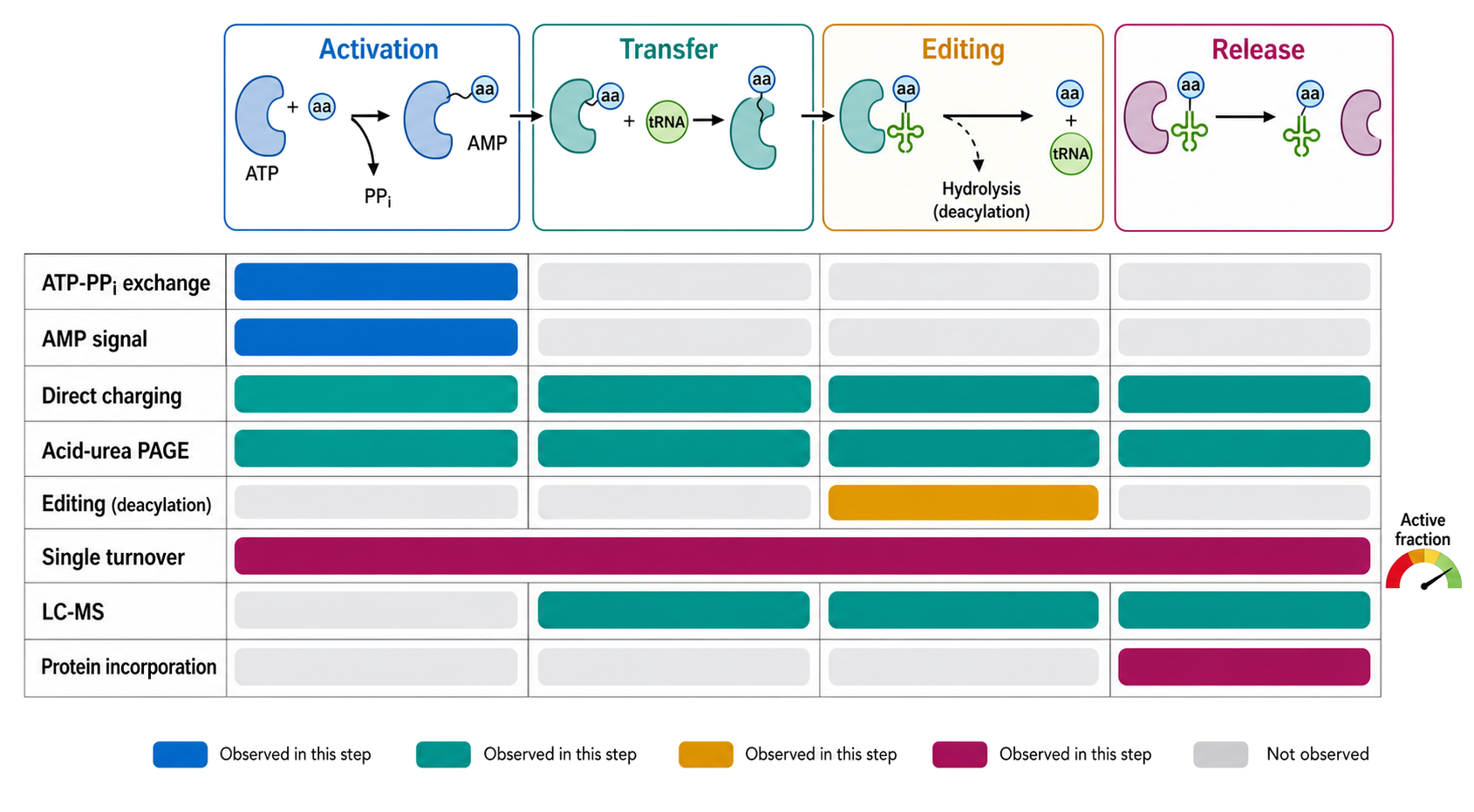 Figure 40.6. Assays observe different slices of an aaRS cycle