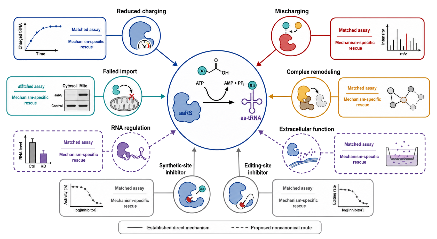 Figure 40.7. Distinct aaRS perturbations require distinct mechanistic tests