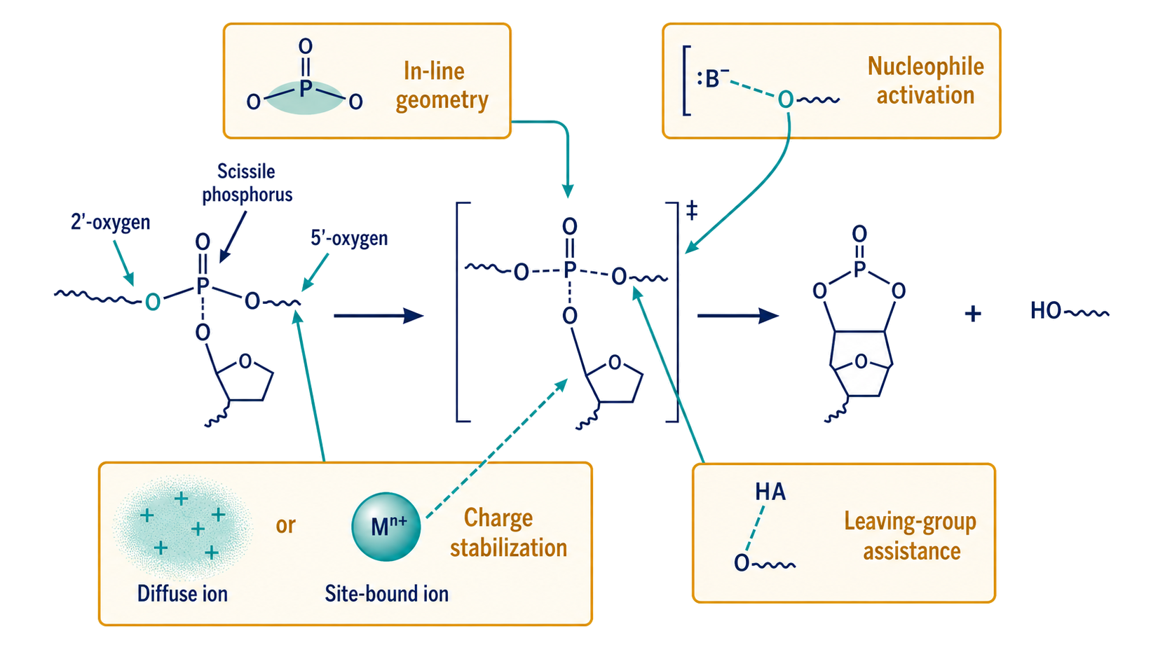 Figure 9.2. Four catalytic tasks during internal phosphoester transfer