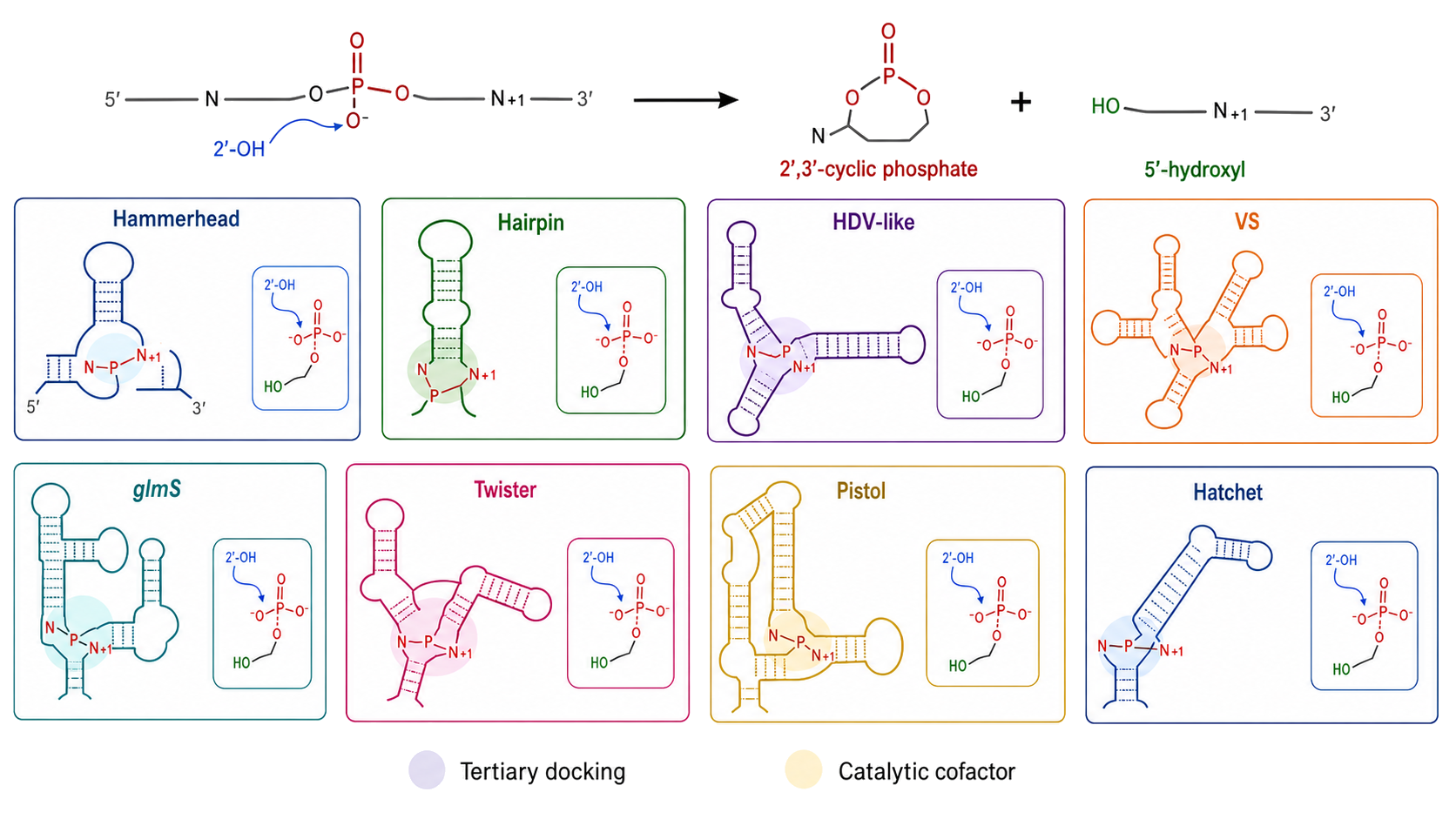 Figure 9.3. Shared products, distinct folds in small self-cleaving ribozymes