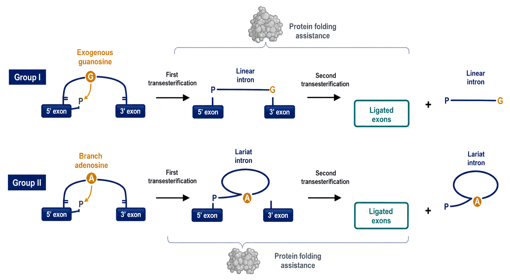 Figure 9.4. Two paths to exon ligation