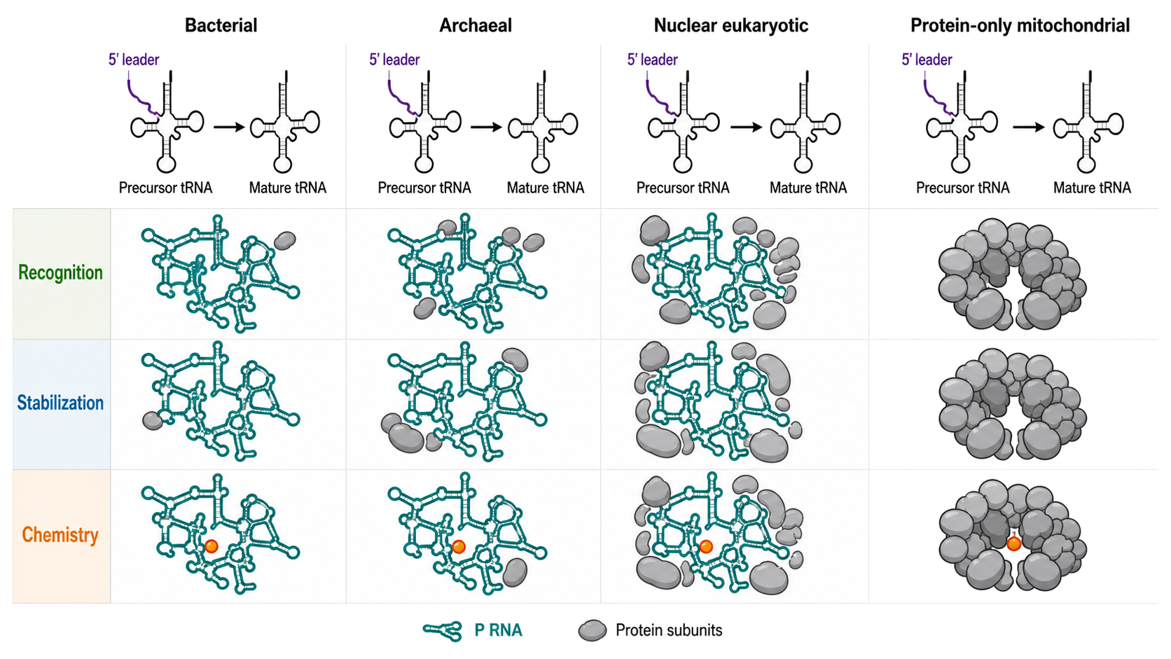 Figure 9.5. Evolutionary redistribution of labor in RNase P systems