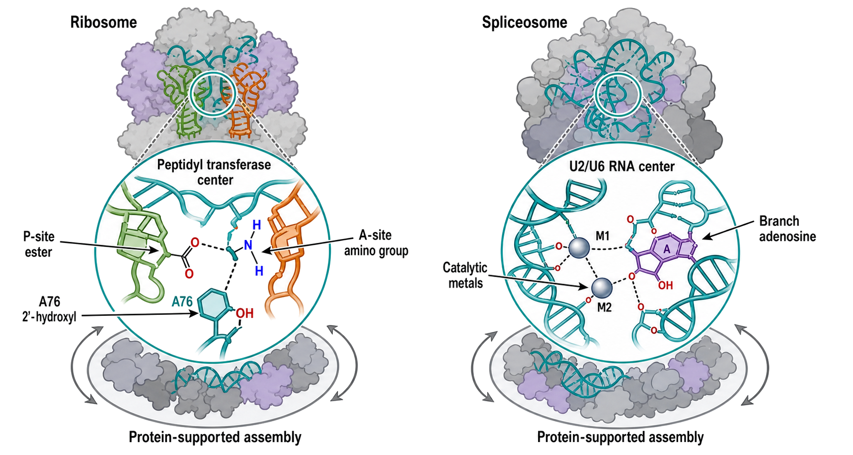 Figure 9.6. RNA-centered catalysis inside two molecular machines