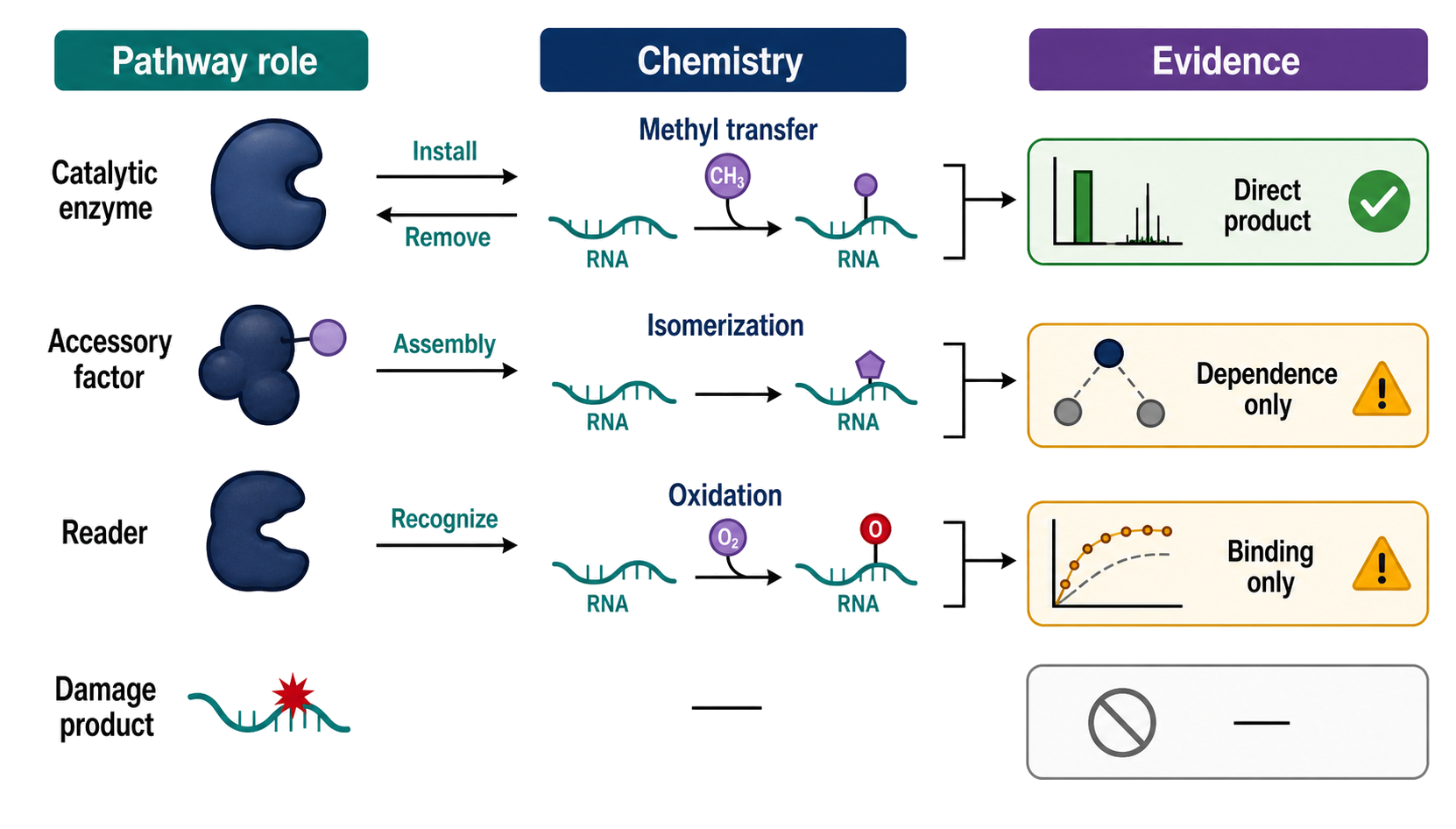 Figure 47.1. Three Axes for Classifying RNA Modification Machinery