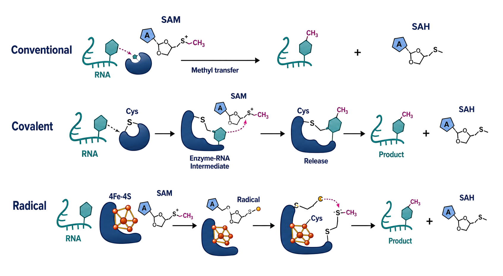 Figure 47.2. Three Routes to RNA Methylation Chemistry