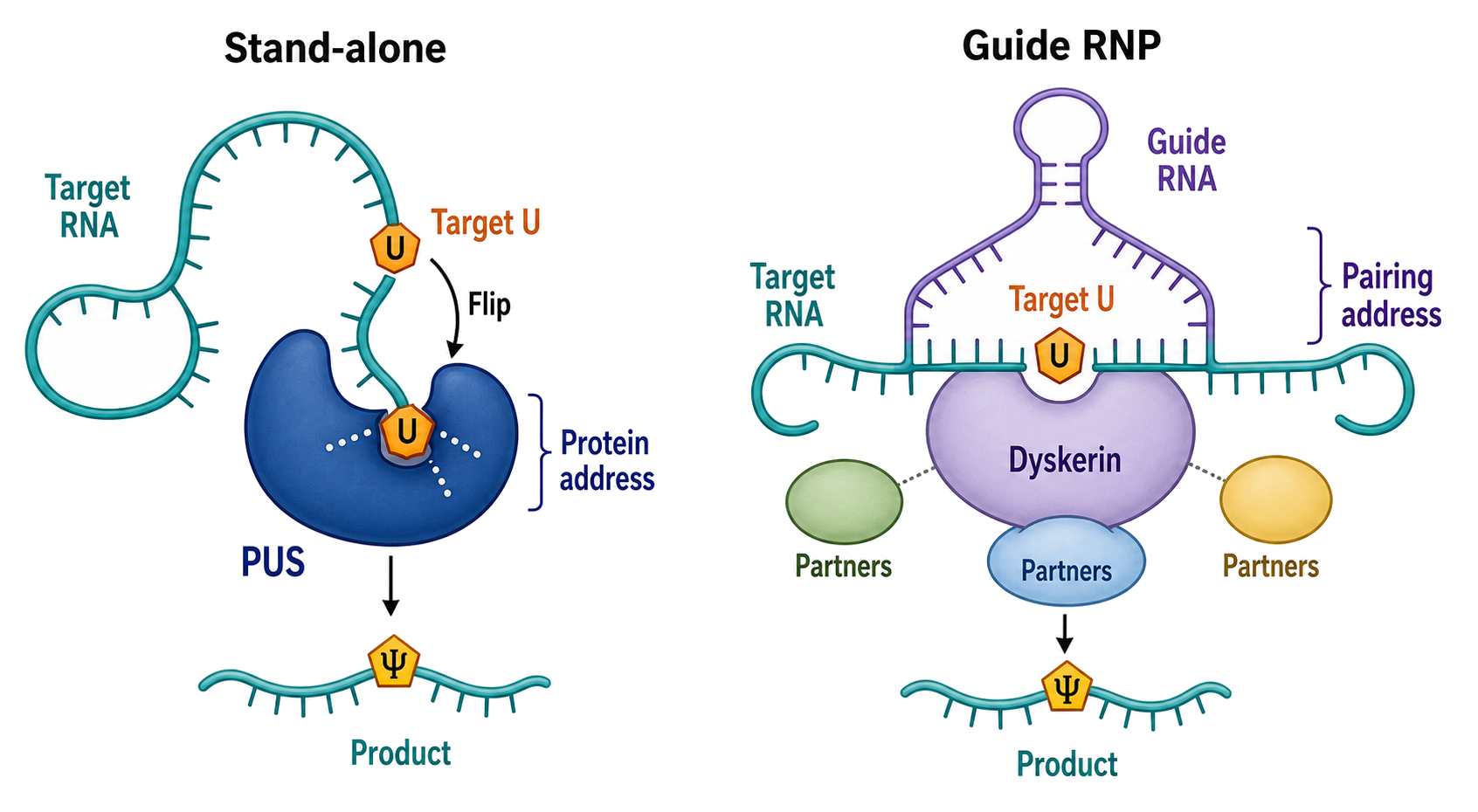 Figure 47.3. Stand-Alone and Guide-RNP Pseudouridylation