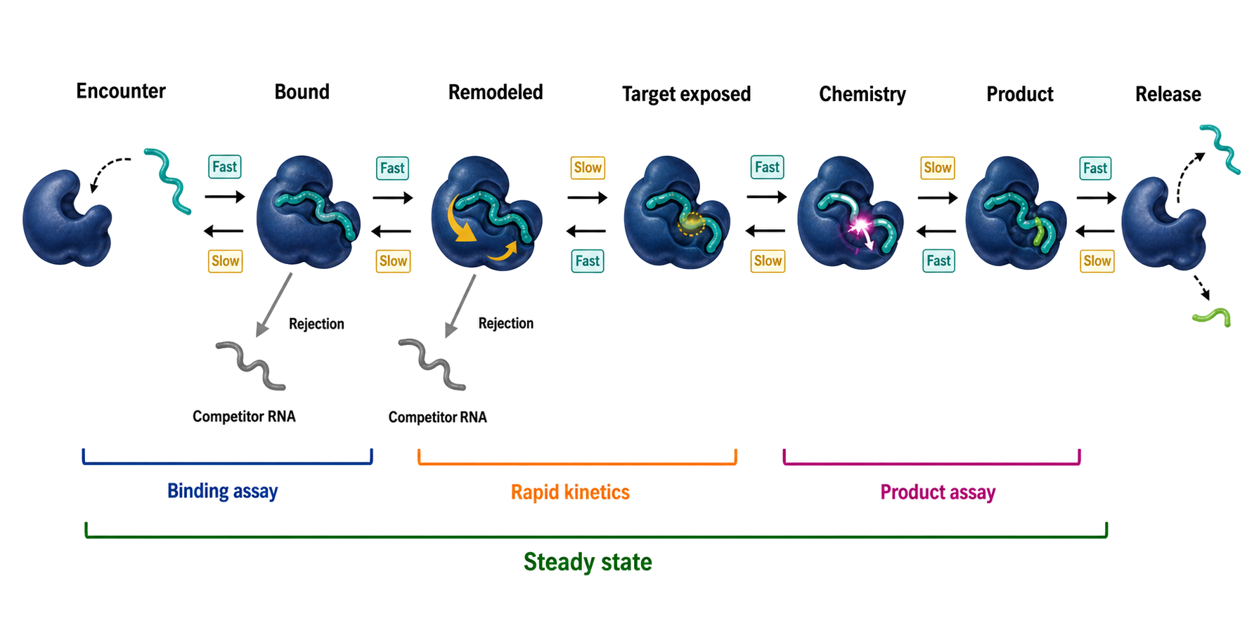 Figure 47.5. From RNA Encounter to Product Release