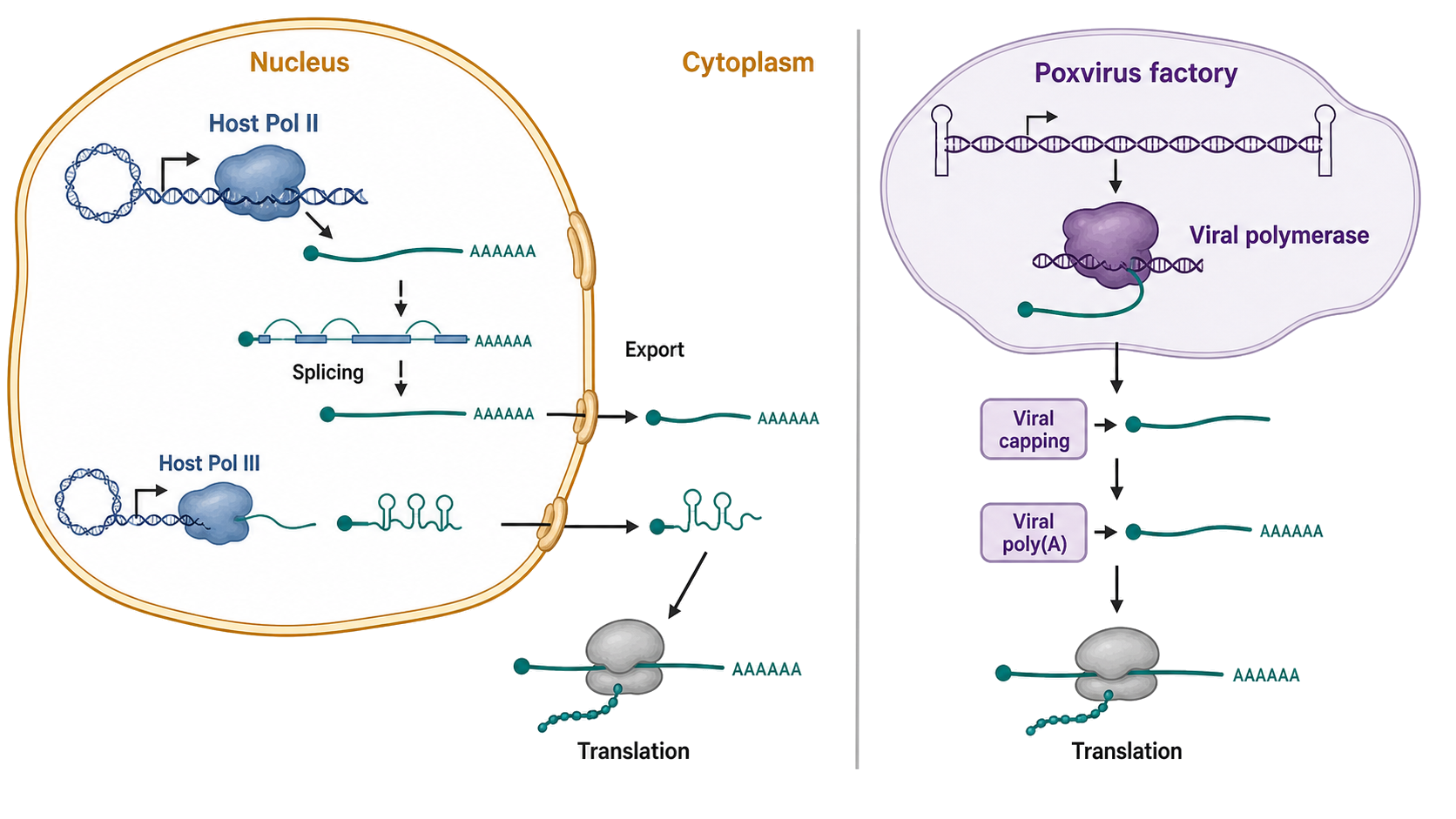 Figure 112.1. Nuclear DNA-virus transcription versus the cytoplasmic poxvirus boundary