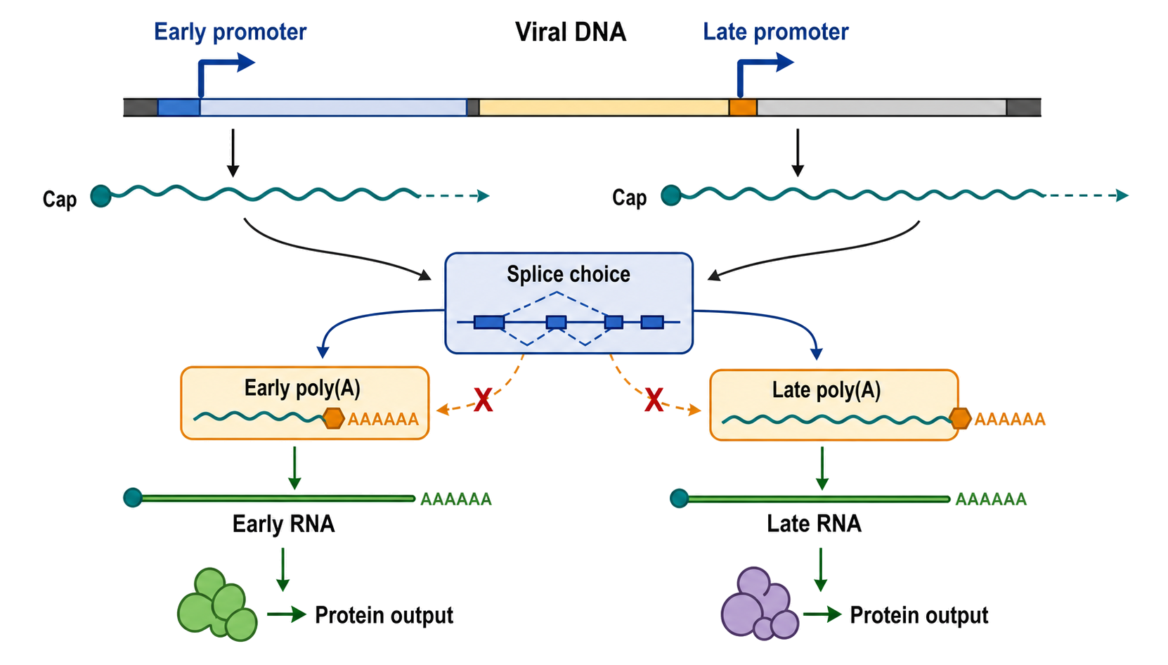 Figure 112.2. Coupled promoter, splicing, and 3-prime-end choices generate temporal viral isoforms