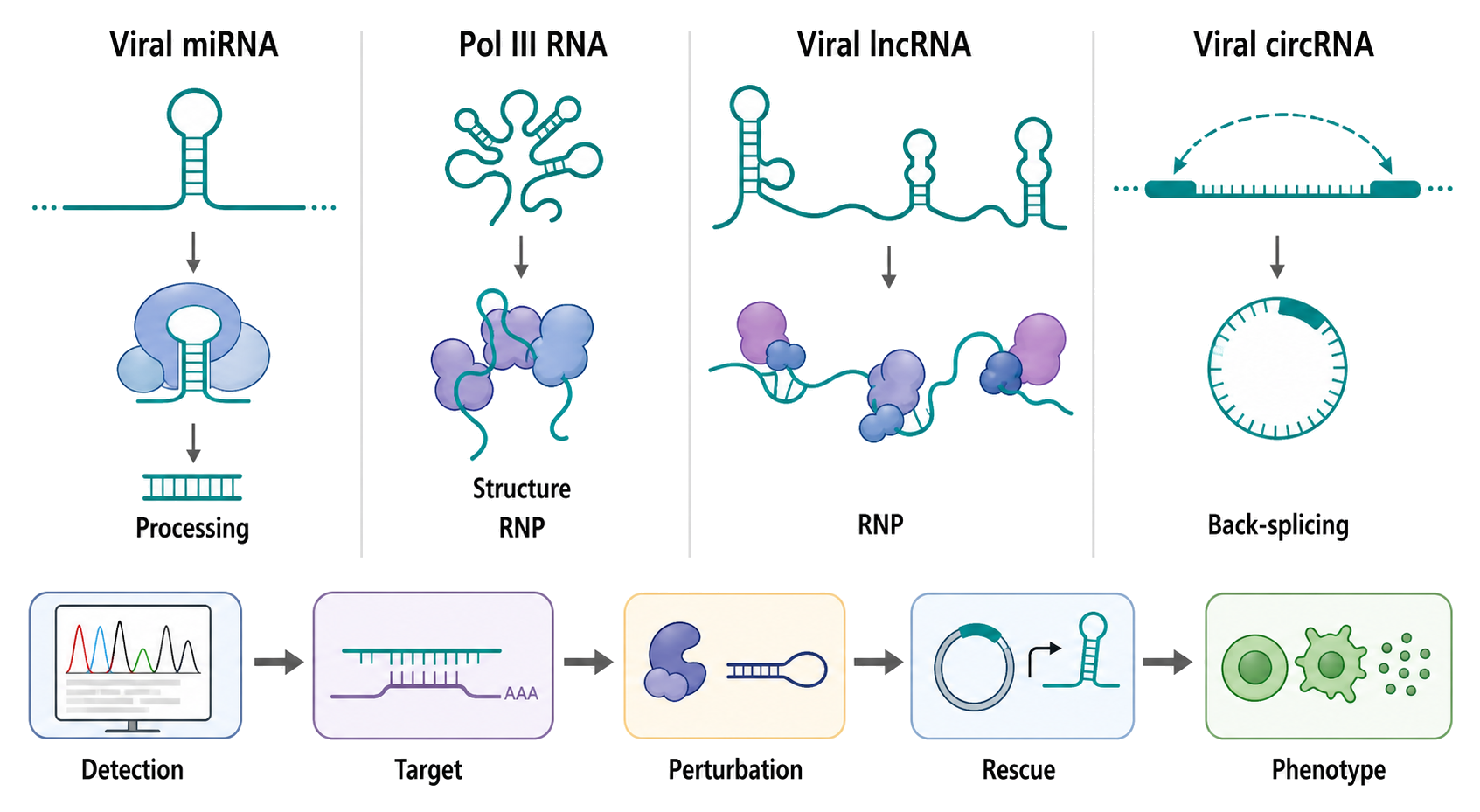 Figure 112.3. Distinct biogenesis and evidence chains for DNA-virus noncoding RNAs