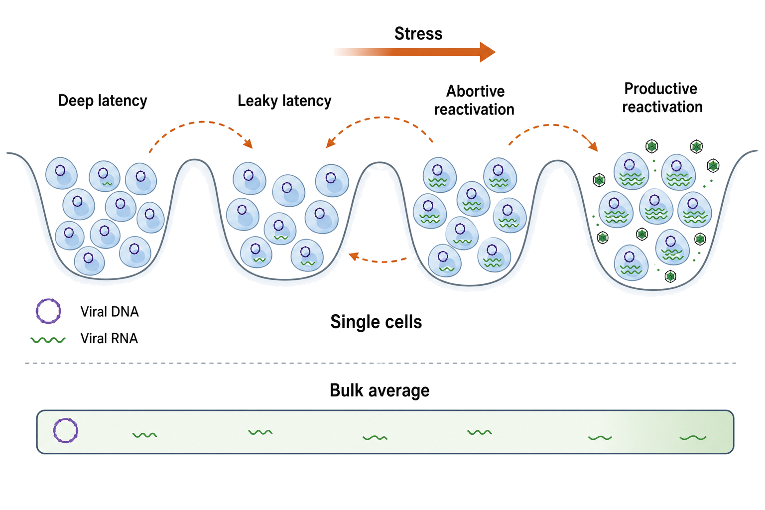 Figure 112.5. Latency and reactivation as a heterogeneous state landscape