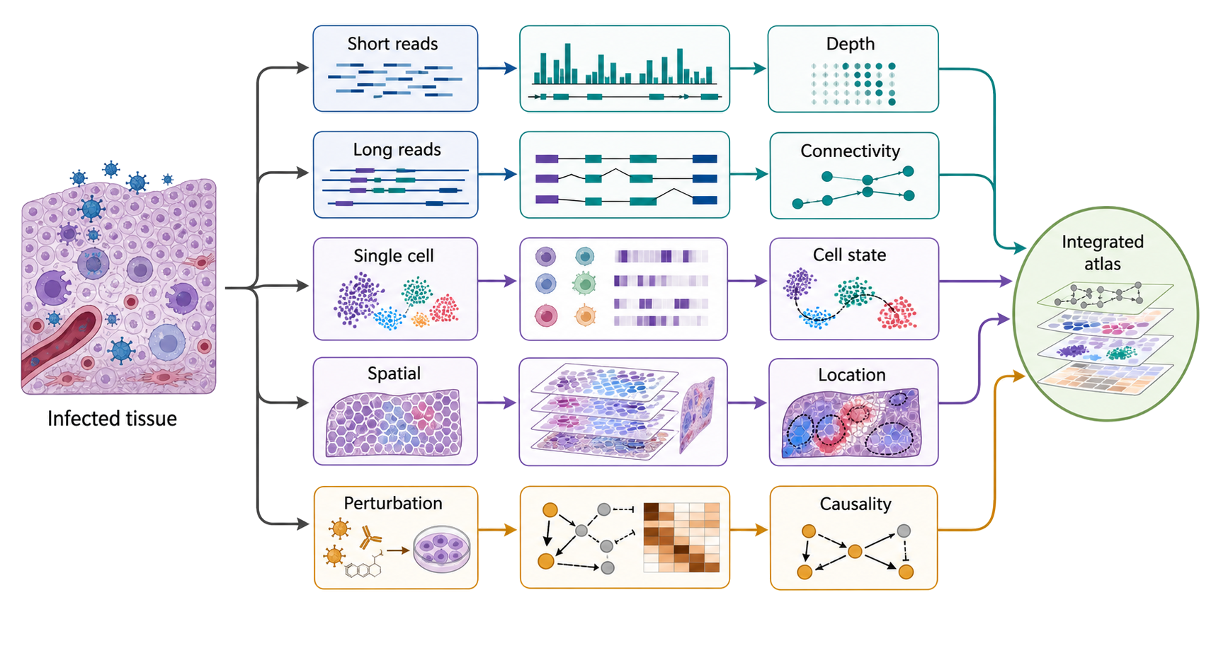 Figure 112.6. Complementary measurement views of a DNA-virus transcriptome