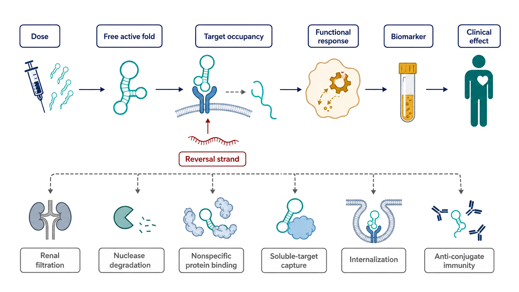 Figure 155.2. Aptamer exposure-to-effect chain