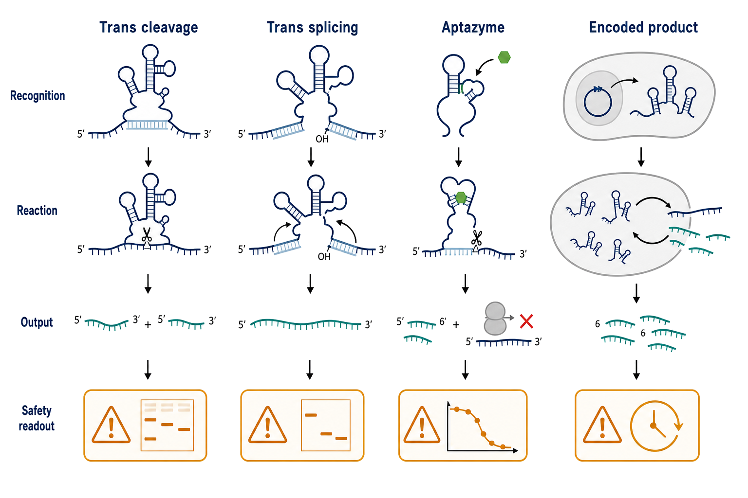 Figure 155.4. Four catalytic-RNA product architectures