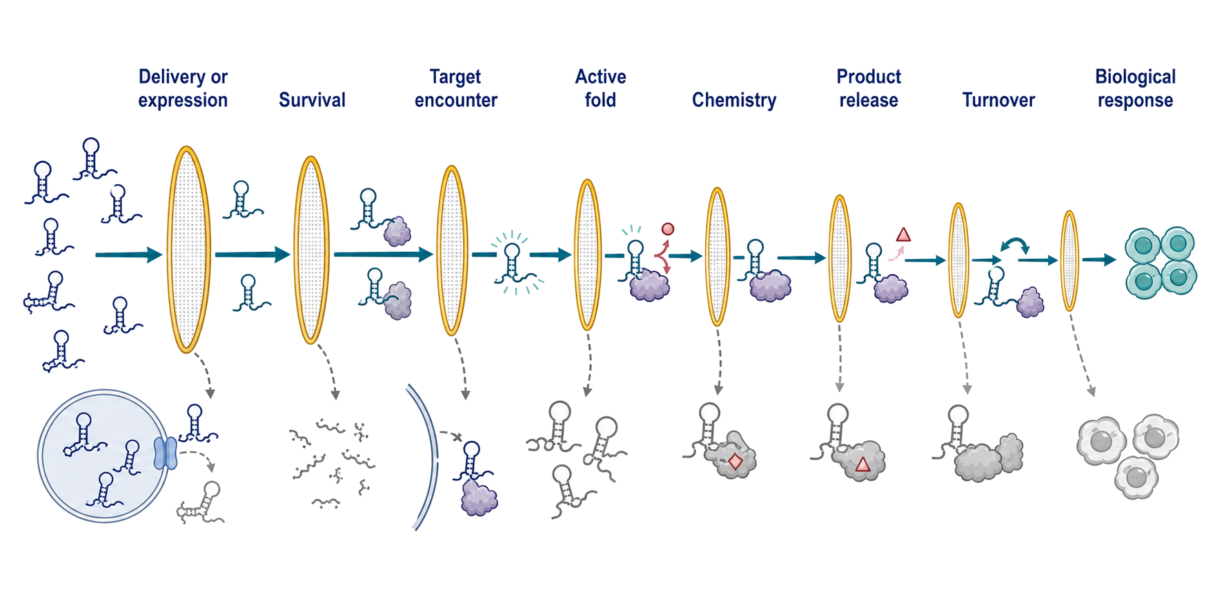 Figure 155.5. Serial kinetic gates for a catalytic-RNA medicine