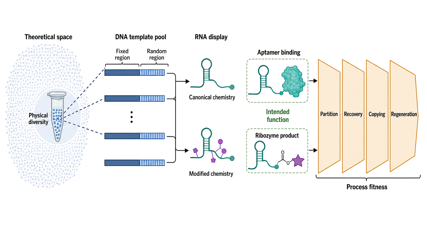 Figure 137.1. Library architecture, genotype–phenotype linkage, and workflow fitness