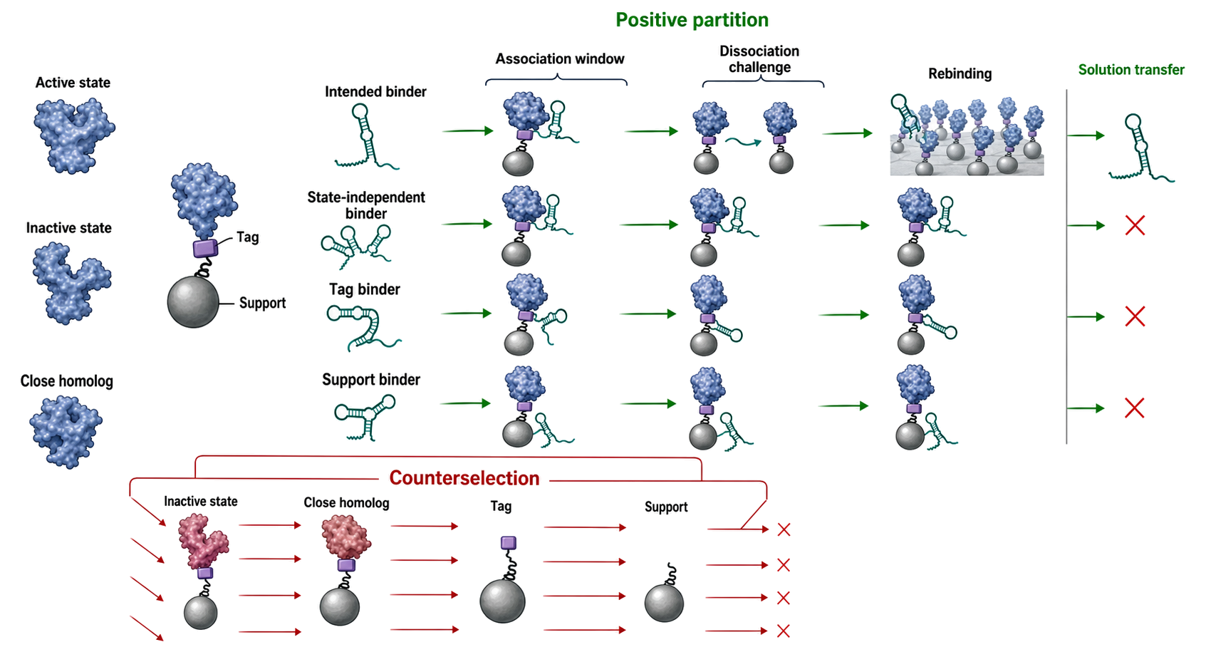 Figure 137.2. Target state, presentation, partition, and counterselection define survival