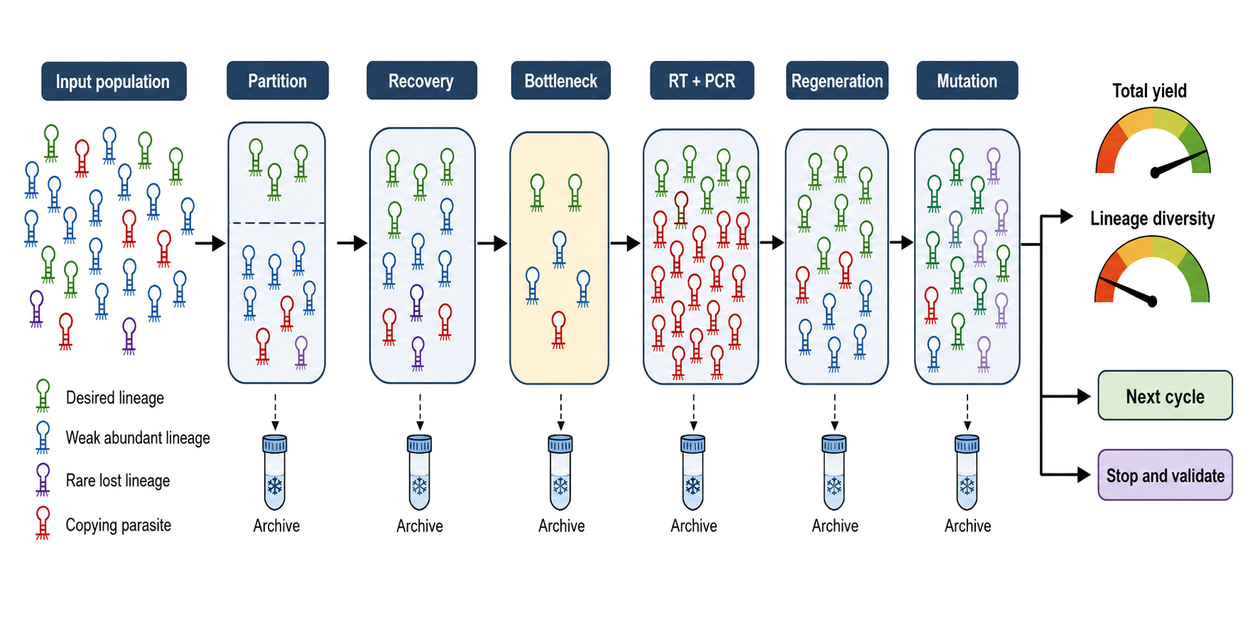 Figure 137.3. Population dynamics through one selection cycle